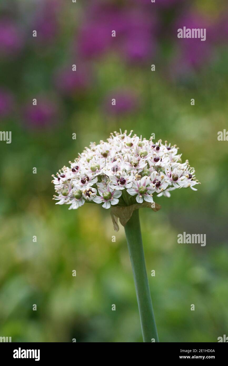 Allium 'Silver Spring' in un giardino cottage. Fiori Allium. Foto Stock