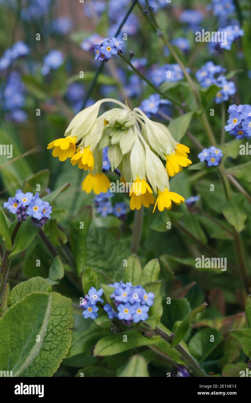 Primula veris. Cowslip tra dimenticare-me-poveri. Foto Stock