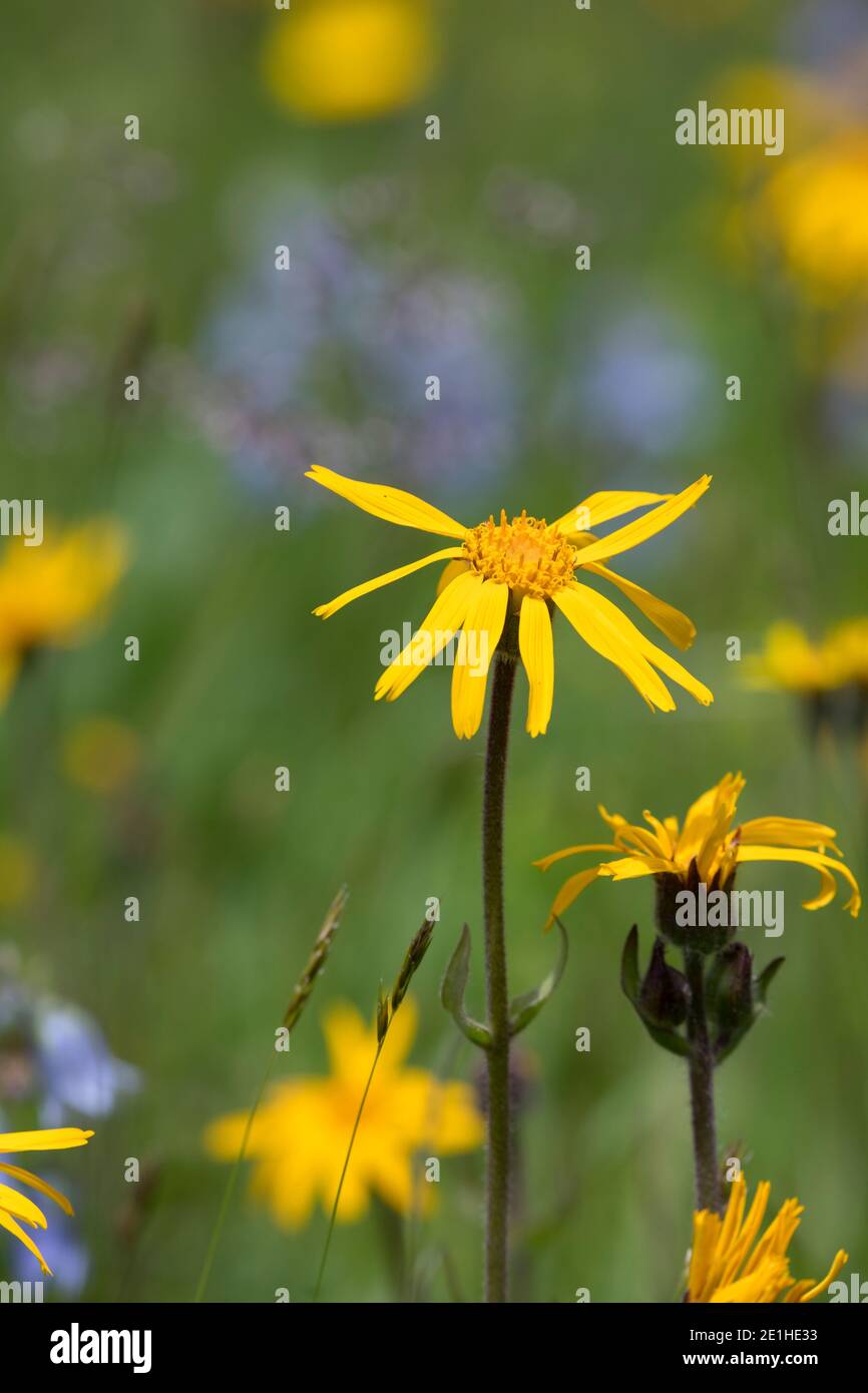 Arnika, Echte Arnika, Bergwohlverleih, Berg-Wohlverleih, Arnica montana, arnica, la rovina del leopardo, la rovina del lupo, tabacco di montagna, arnica di montagna, l’Arn Foto Stock