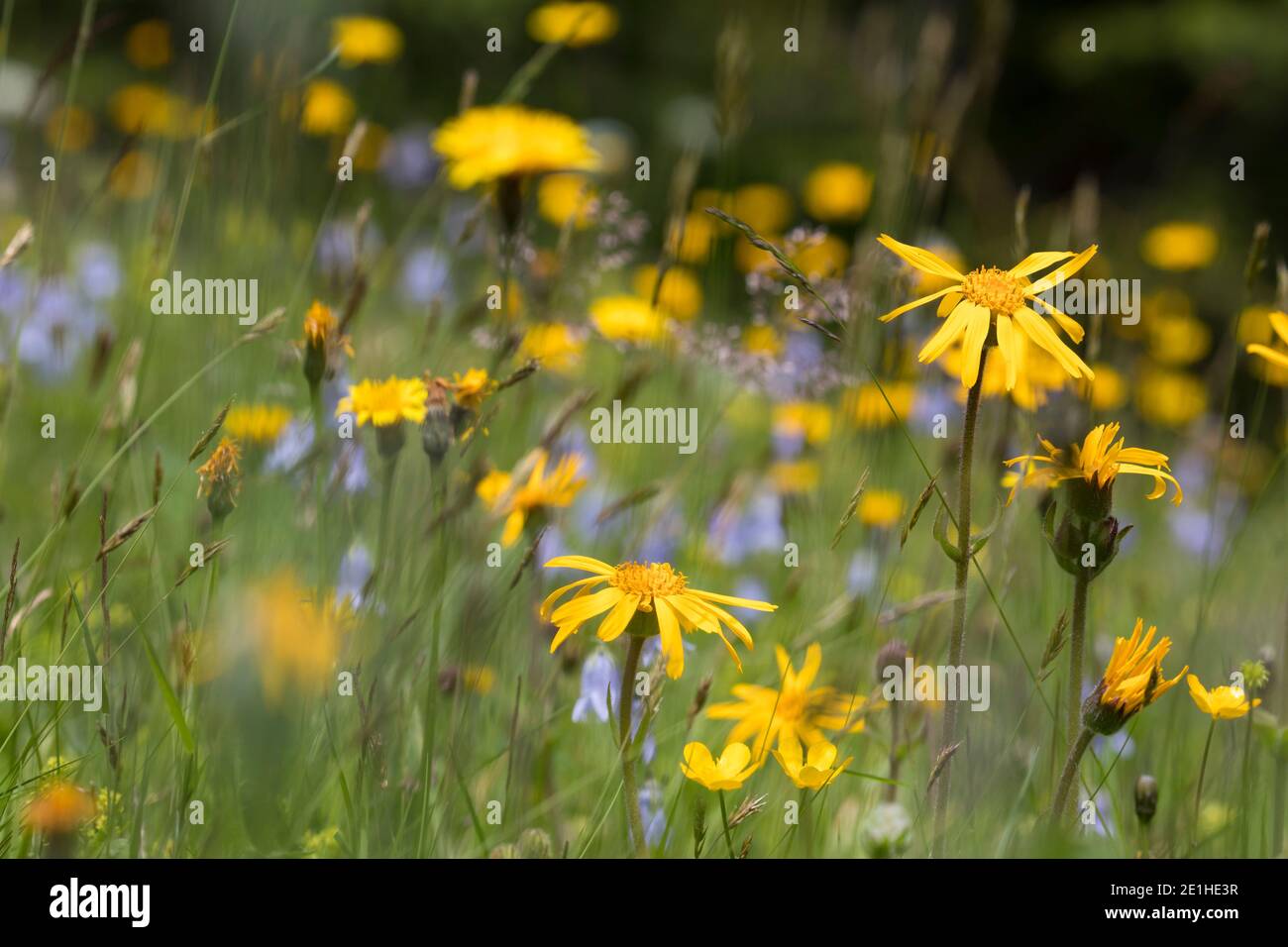 Arnika, Echte Arnika, Bergwohlverleih, Berg-Wohlverleih, Arnica montana, arnica, la rovina del leopardo, la rovina del lupo, tabacco di montagna, arnica di montagna, l’Arn Foto Stock