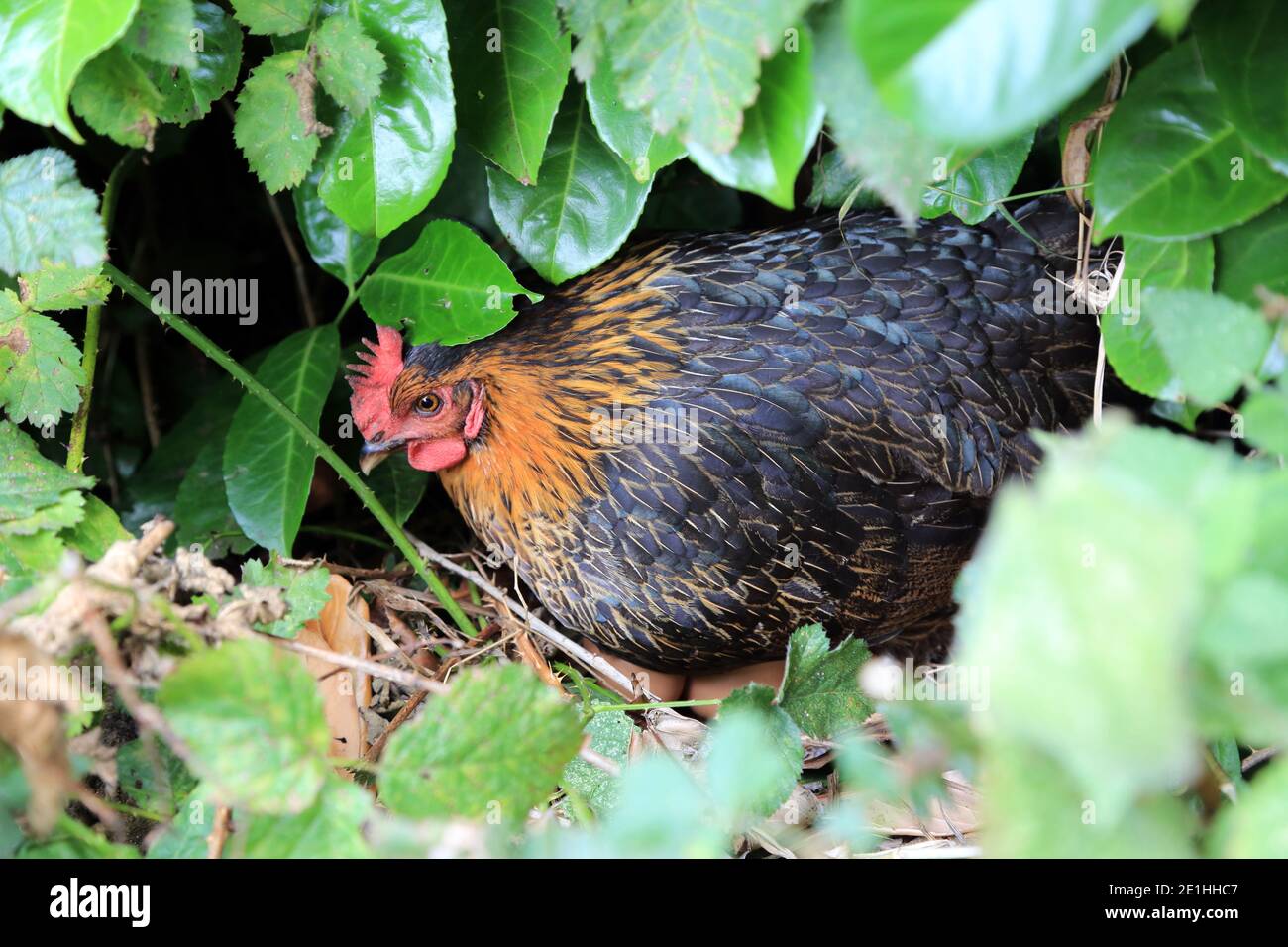 Pollo ibrido seduto su nido di uova nascoste sotto una siepe in un giardino a Kent, Inghilterra Foto Stock