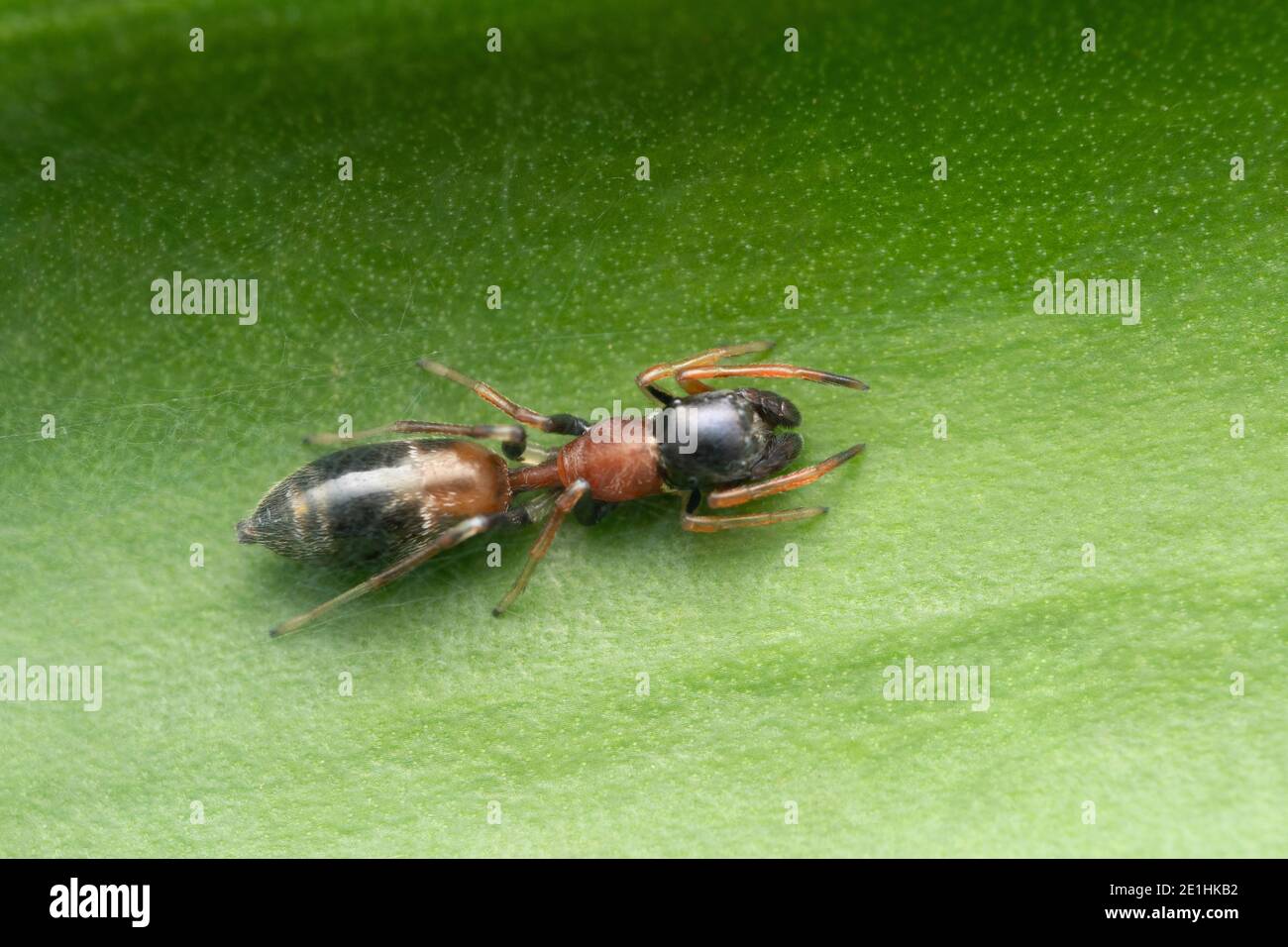 Dorsale del ragno mimico dell'ANT femminile, Myrmarachne formicaria, Pune, Maharashtra, India Foto Stock