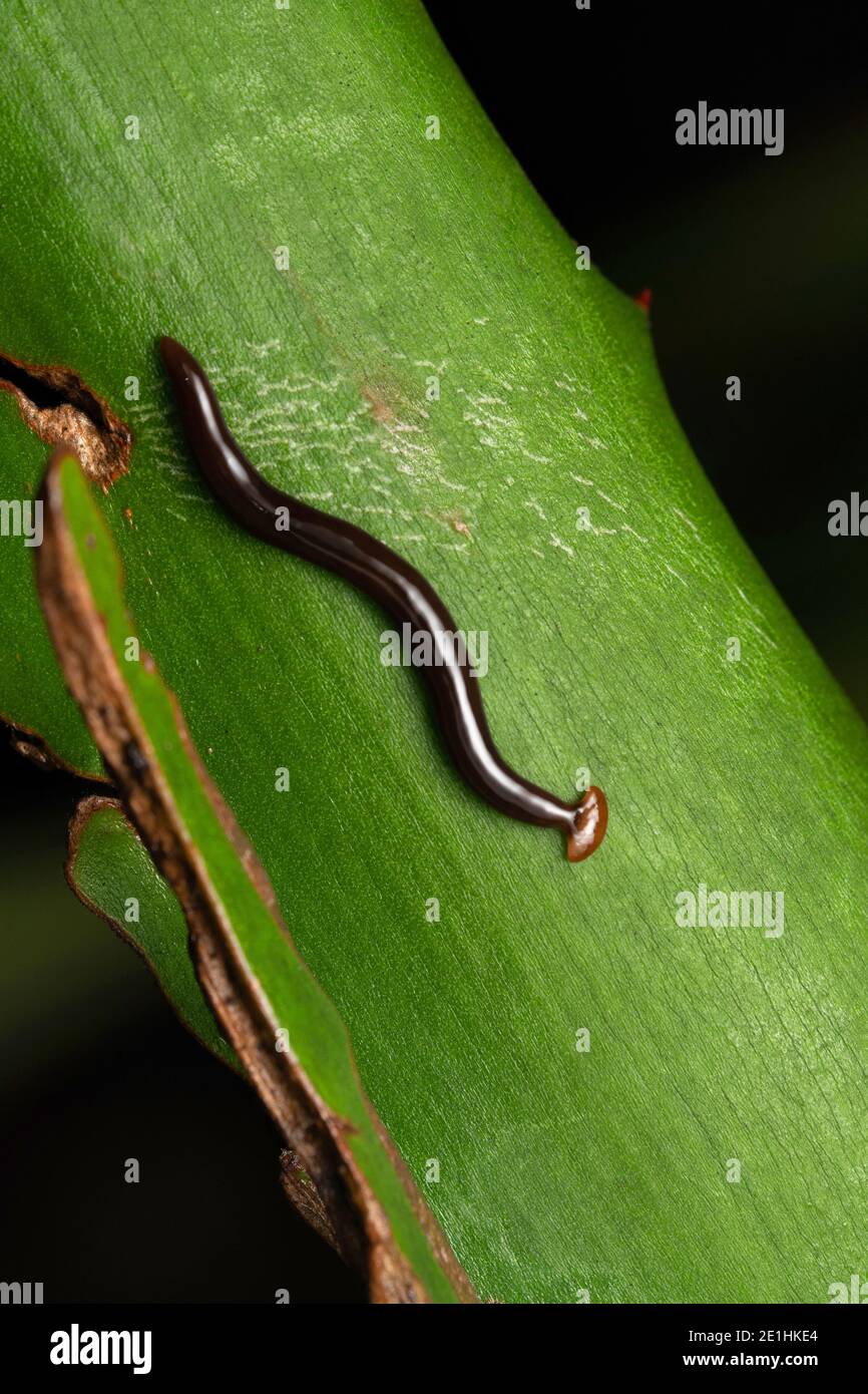 Slug con testa a martello, Bipalium duscatum, Pune, Maharashtra, India Foto Stock