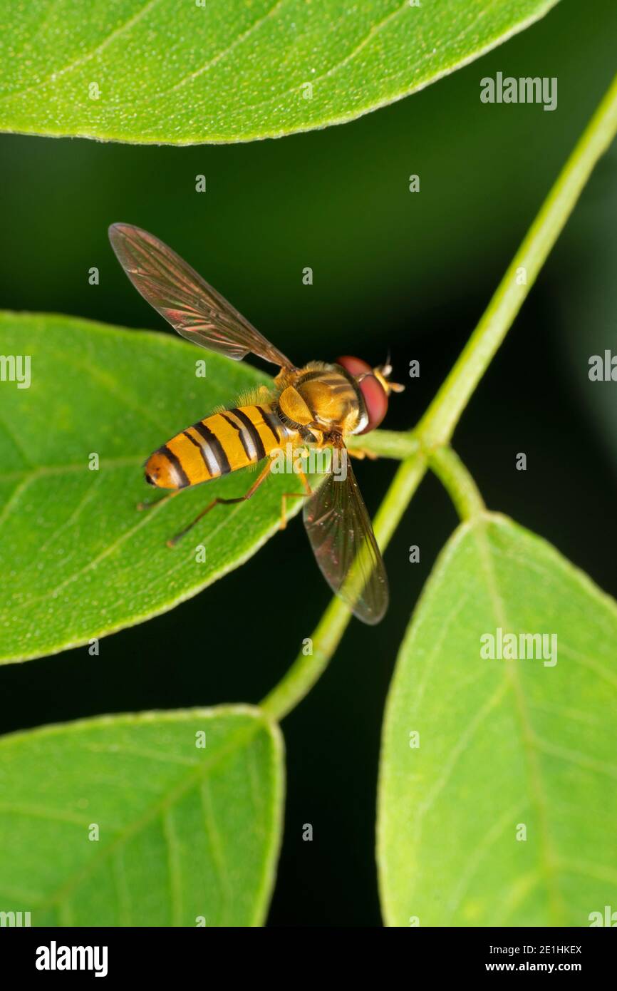 Marmalata hoverfly, Episyrphus balteatus, Pune, Maharashtra, India Foto Stock