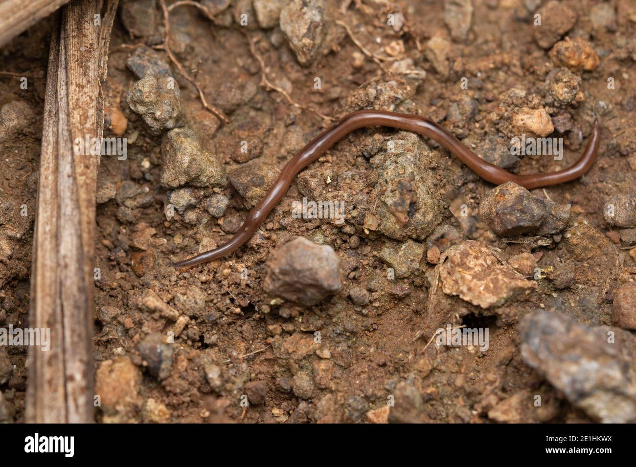 Terra planeriana, Bipalium kewense, Satara, Maharashtra, India Foto Stock