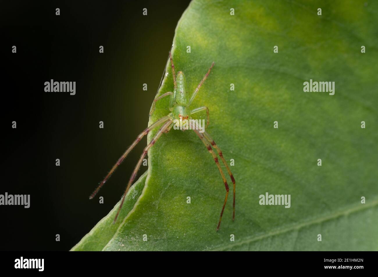 Ragno di granchio verde, Loxobates eppiatus Thorell, 1877, thomisidae, Satara, Maharashtra, India Foto Stock