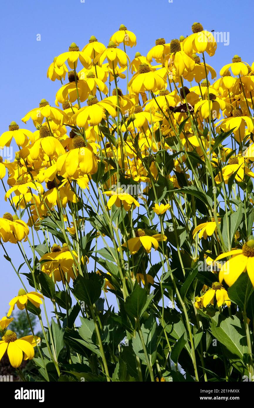Agosto pianta di fioritura Rudbeckia Herbstsonne Rudbeckia laciniata Cutleaf Coneflower Hight Rudbeckias Tall pianta di giardino Foto Stock