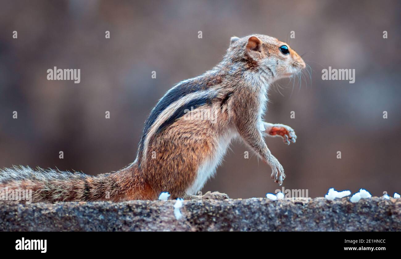 scoiattolo ha un grande profumo, trovato il cibo, primo piano giovane scoiattolo seduta, nero e bianco striscia indietro, furry e animali carini nel gard Foto Stock