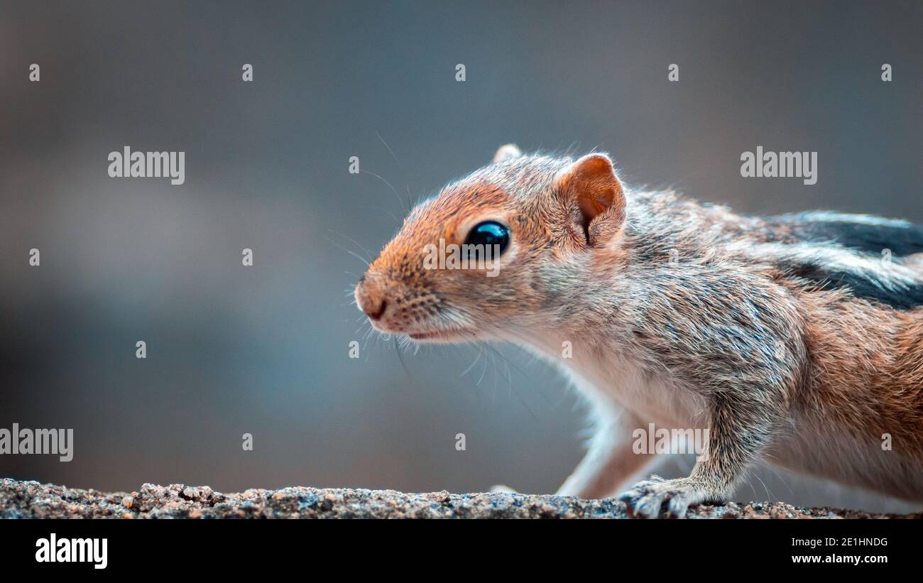 scoiattolo sta profumando e cercando il cibo, vicino a una parte anteriore del corpo giovane scoiattolo, nero e bianco striato indietro, furry e carino animali domestici, Foto Stock
