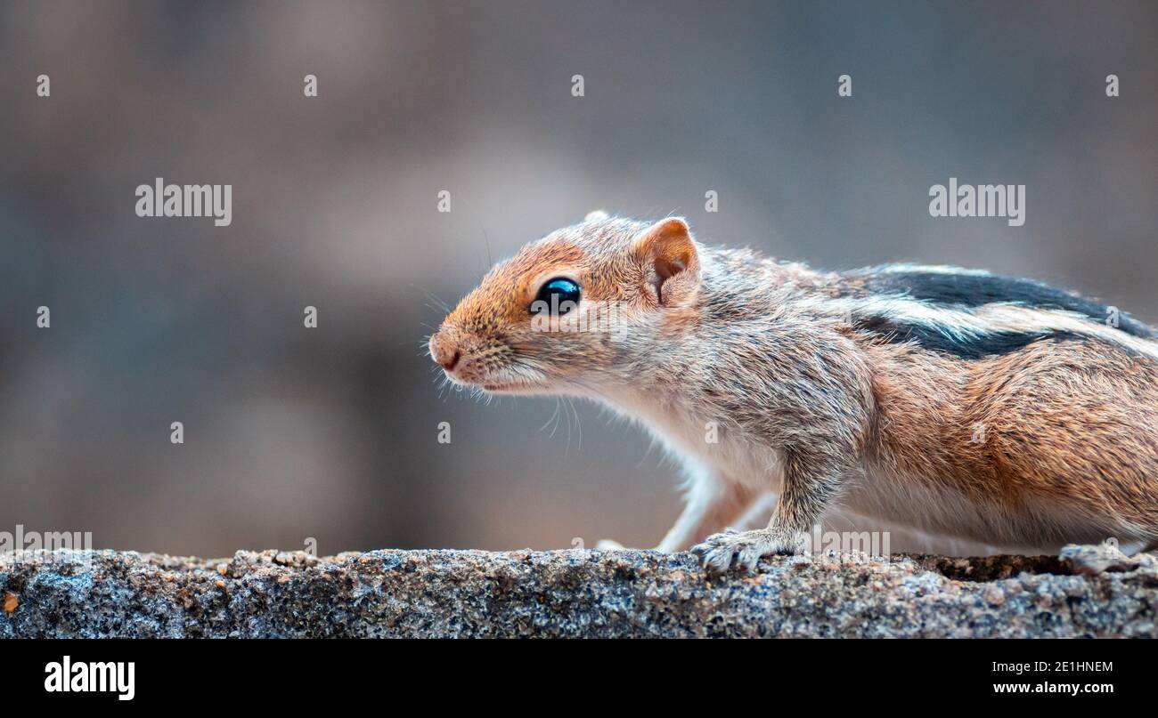 scoiattolo sta profumando e cercando il cibo, vicino a una parte anteriore del corpo giovane scoiattolo, nero e bianco striato indietro, furry e carino animali domestici, Foto Stock
