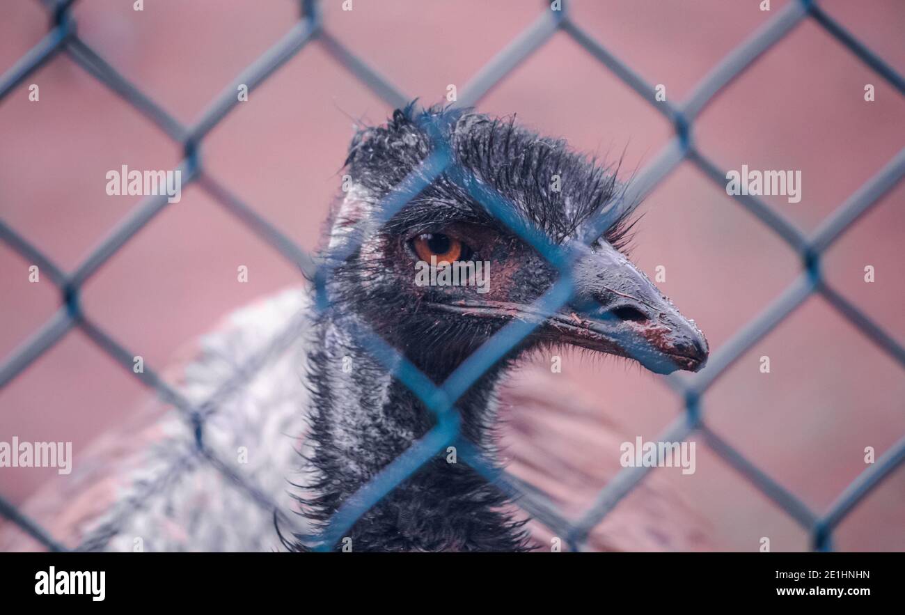 Emu uccelli primo piano fotografia della testa. Occhi arancioni attraverso la maglia della recinzione. Foto Stock