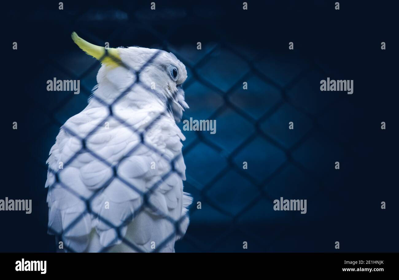 cockatoo solforato guarda dietro, l'altro lato della recinzione metallica a rete, Foto Stock