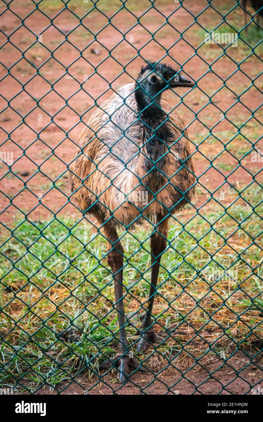 L'uccello dell'UEM che cammina vicino alla recinzione della rete di ferro, 'Let me out' dicendo l'uccello enorme innocente senza luce. Foto Stock
