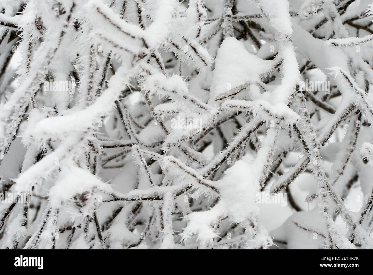 Neve e ghiaccio rime sui rami dell'albero in inverno Foto Stock