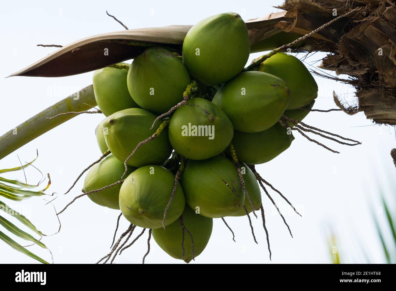 Noci di cocco verdi, immature, appesi su un albero sull'isola tropicale di Mauritius, l'agricoltura di concetto e l'agricoltura in Africa Foto Stock