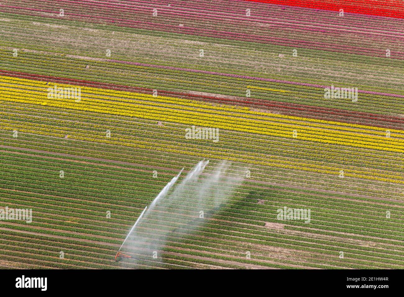 Campi di Tulipani, North Holland, Paesi Bassi Foto Stock