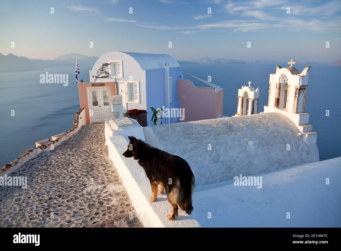Cane nel villaggio di Oia Santorini Cicladi isole, Grecia Foto Stock