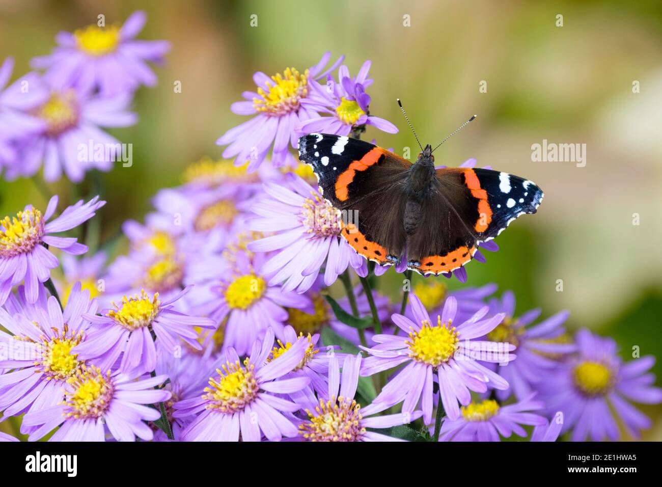 Vanessa atalanta, la farfalla rossa ammiraglio che si nutre sull'amellus dell'astro 'Forncett Flourish'. Foto Stock