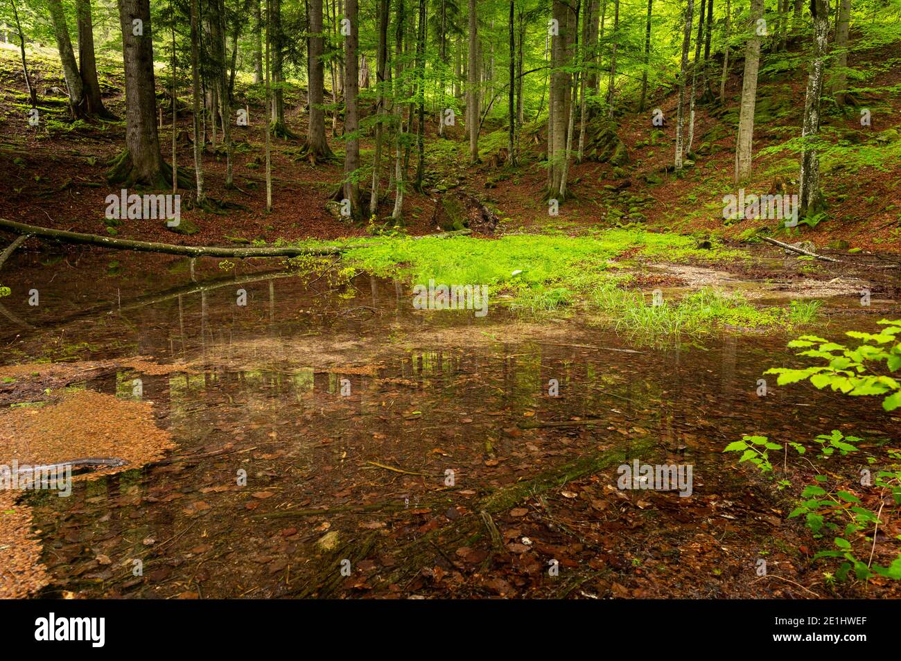 Fonte di un fiume in una foresta vicino a Windischgarsten (Austria), estate, calcare Foto Stock