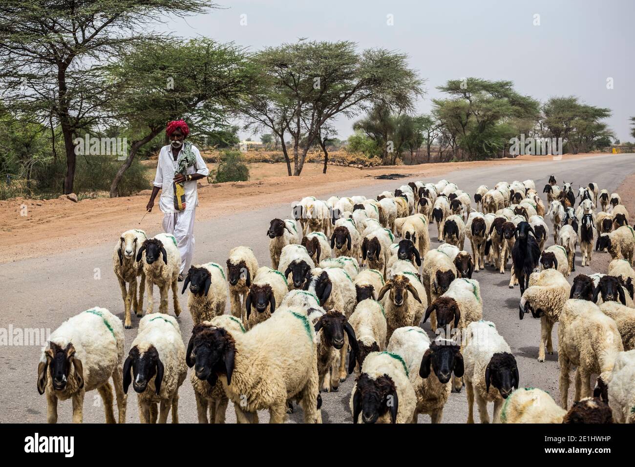 Ritratto di un vecchio pastore Rajasthani. Foto scattata in 13 agosto 2018, sulle strade statali del Rajasthan, India. Foto Stock