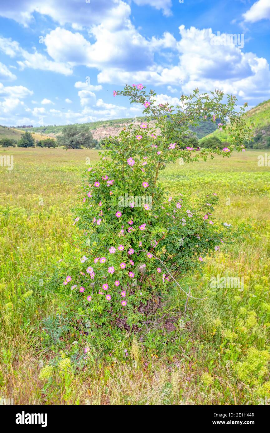 Rosa anca Bush in fiore Foto Stock