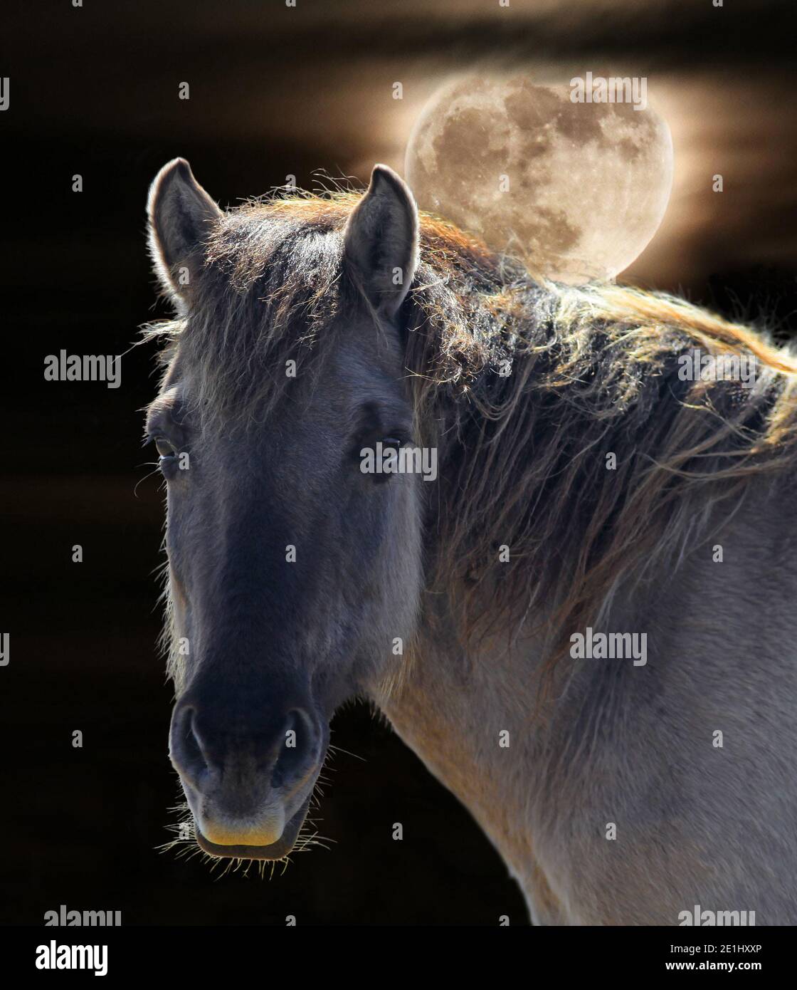 Il Konik Horse.The Polish Konik è un piccolo cavallo primitivo semi-ferale originario della Polonia. Illuminato contro una luna piena. Foto Stock