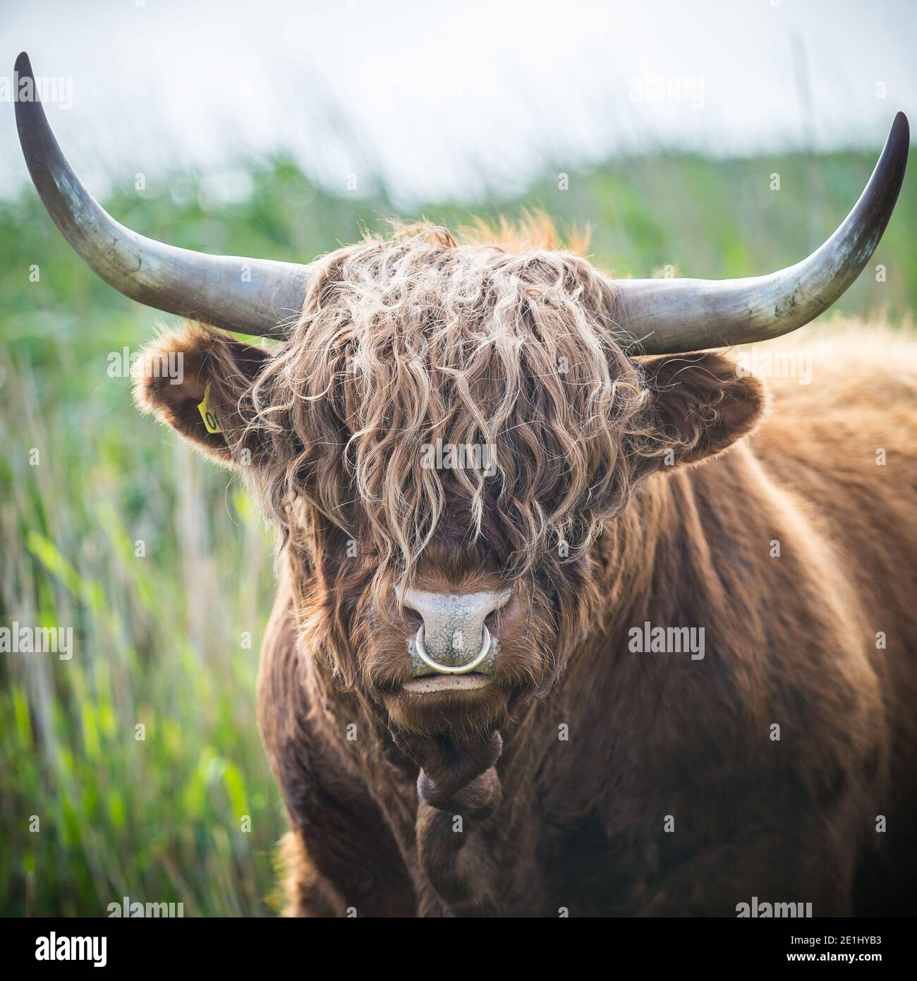 Fano, Danimarca. 06 luglio 2020. Un toro altipiano con il suo caratteristico stemma ondulato e lanoso e le corna pascolano nella natura di Fanø. Foto Stock