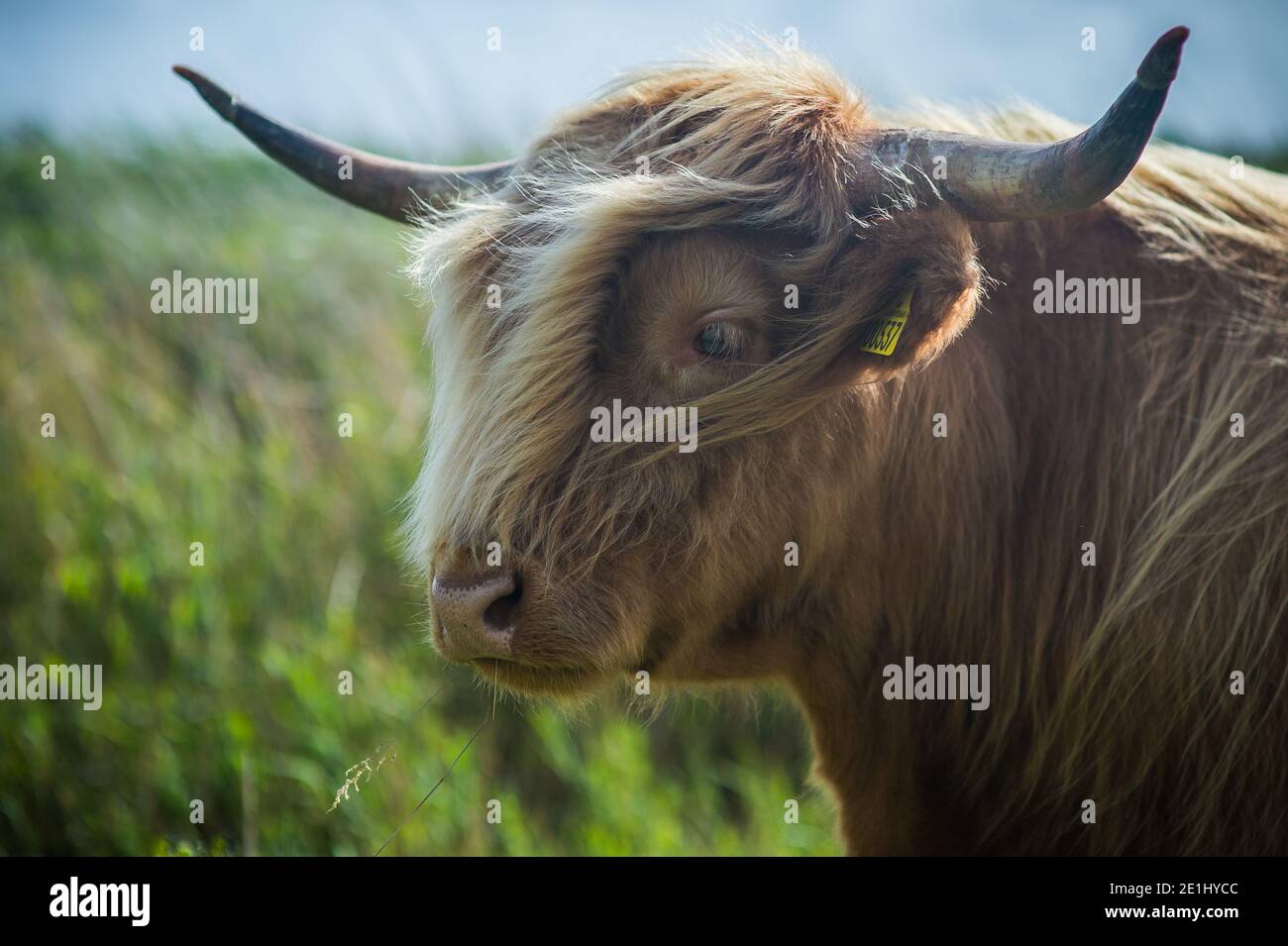 Fano, Danimarca. 06 luglio 2020. Una mucca montana con il suo caratteristico stemma ondulato e corna è pascolante nella natura di Fanø. Foto Stock