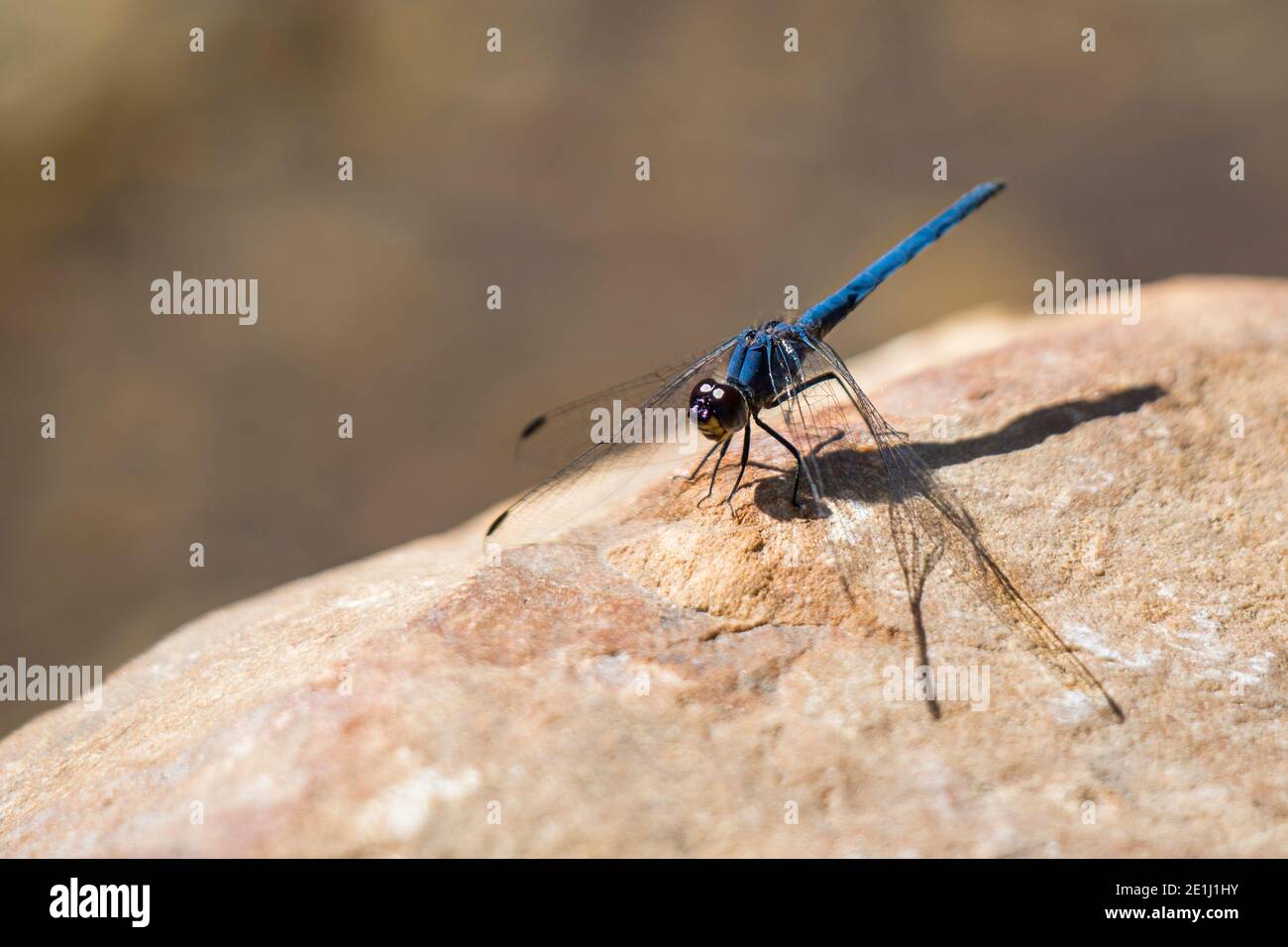 Navy Dropwing (Trithemis furva) libellula blu appollaiata su una roccia da un ruscello Foto Stock