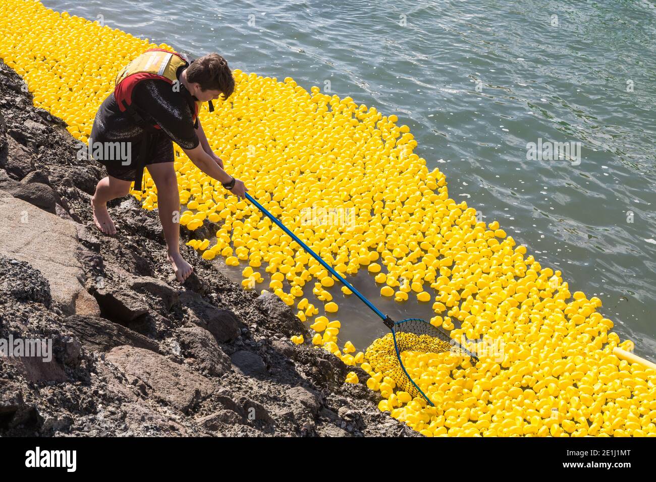 Un uomo con una rete raccoglie centinaia di anatre giocattolo che galleggiano sull'acqua dopo una corsa di anatre di gomma per carità. Porto di Tauranga, Nuova Zelanda Foto Stock