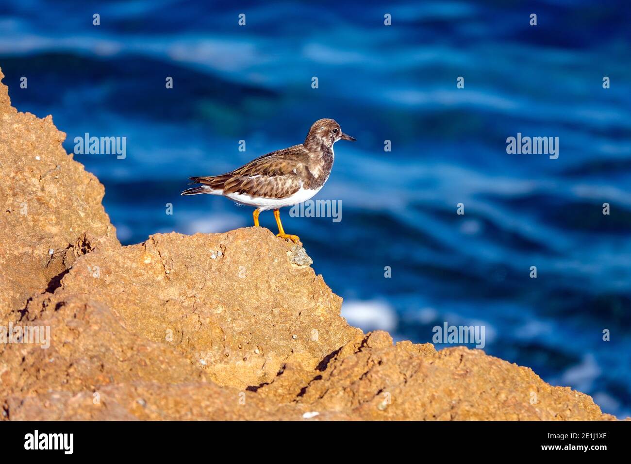 Uccello Turnstone sulla costa rocciosa, presso il Mediterraneo, la Mata, Costa Blanca, Spagna Foto Stock