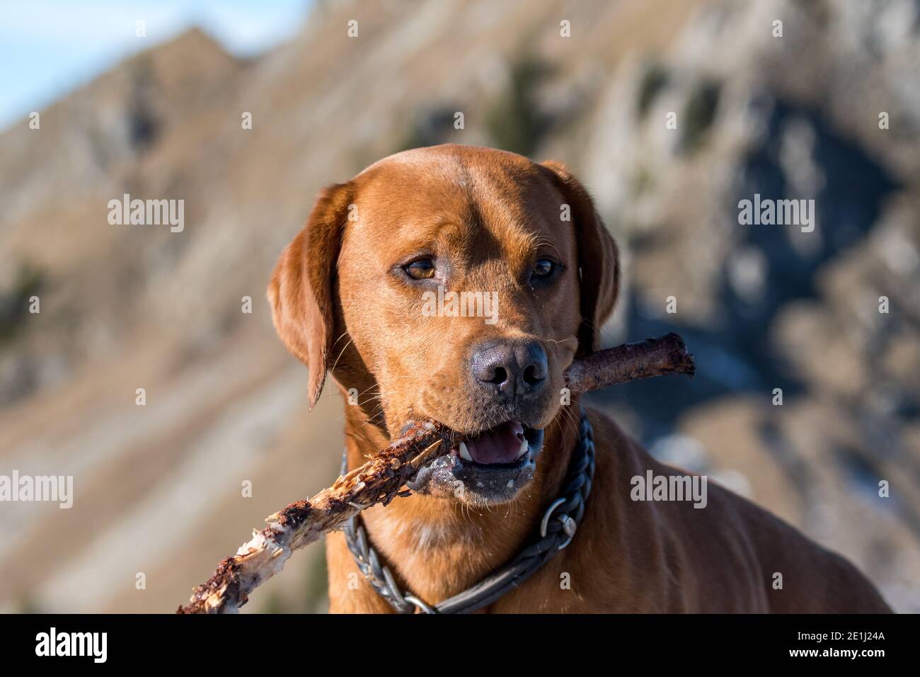 brown labrador retriever con bastone in bocca Foto Stock