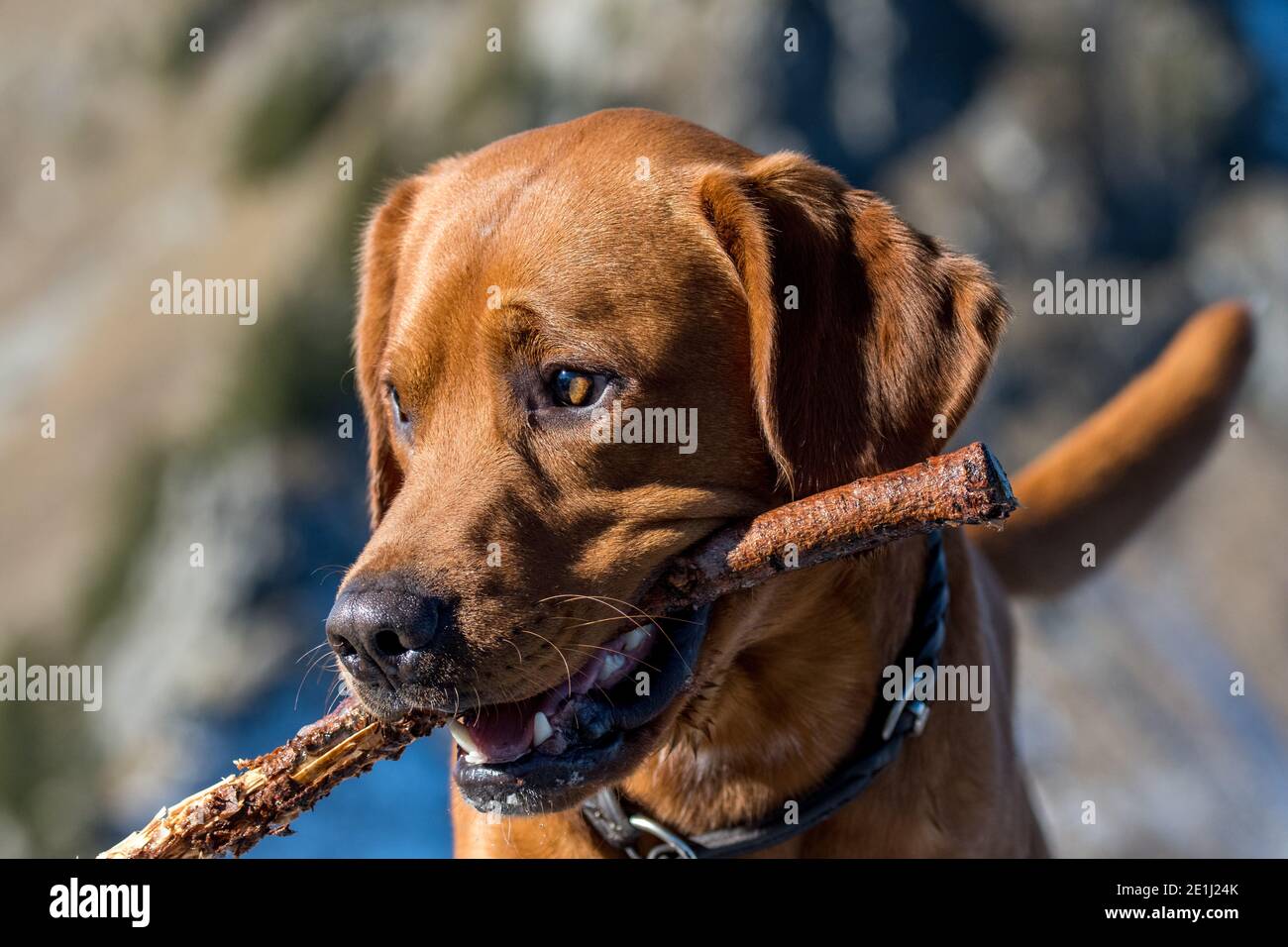 brown labrador retriever con bastone in bocca Foto Stock