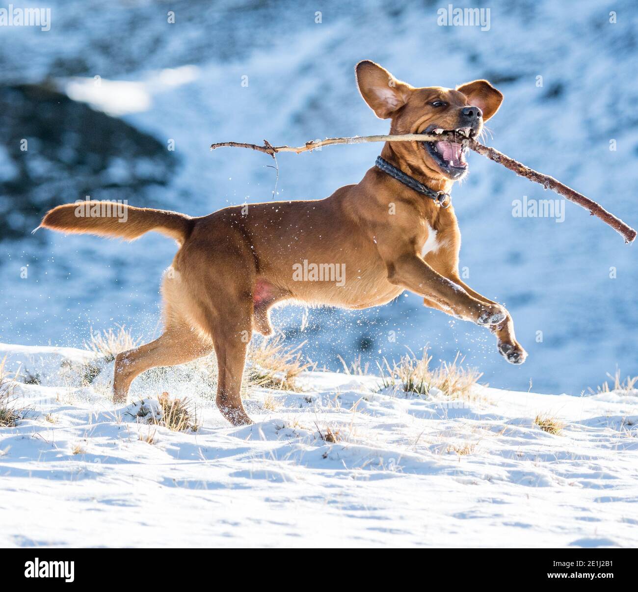ritratto di un bel labrador marrone retriever nella neve Foto Stock