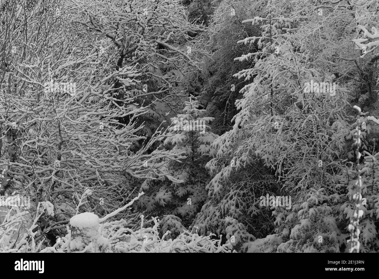 Alberi innevati nelle Highlands scozzesi Foto Stock