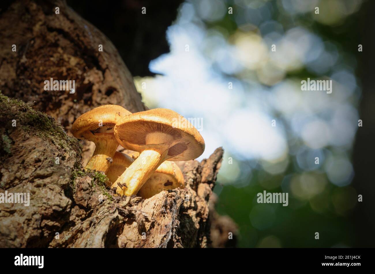 Funghi che crescono su alberi nell'antico bosco del Wytham, Oxford Foto Stock