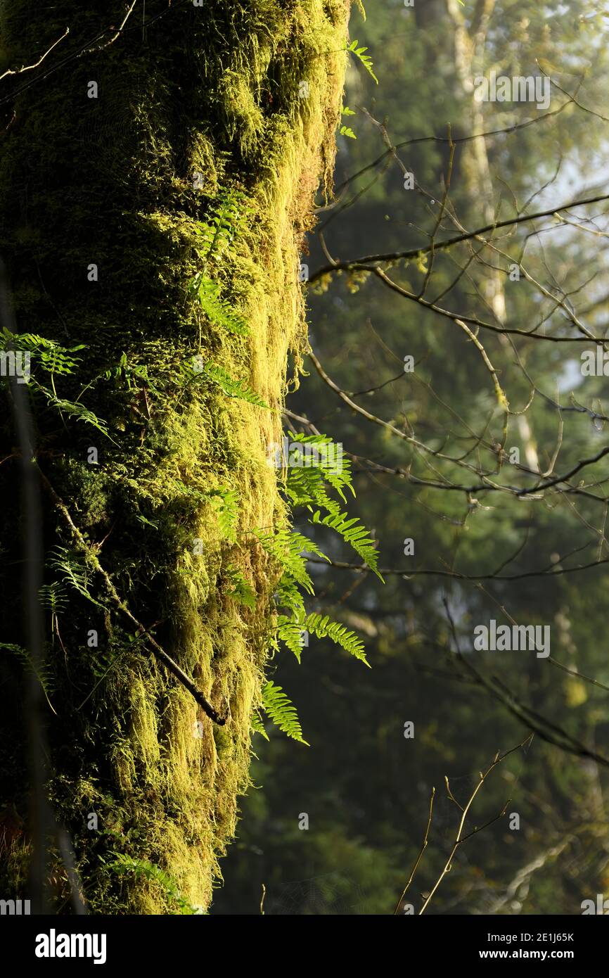Dawn Light colpisce il lato di un tronco di albero coperto di felce nella foresta vicino alla costa dell'Oregon. Foto Stock
