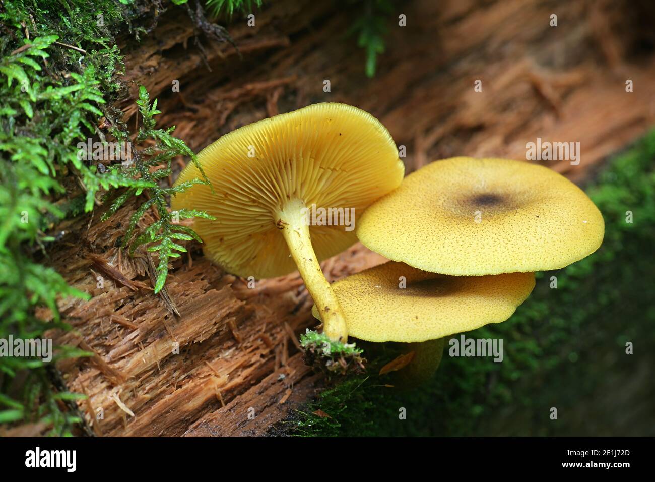 Tricholomopsis decora, conosciuto come prugne e Custard, funghi selvatici dalla Finlandia Foto Stock
