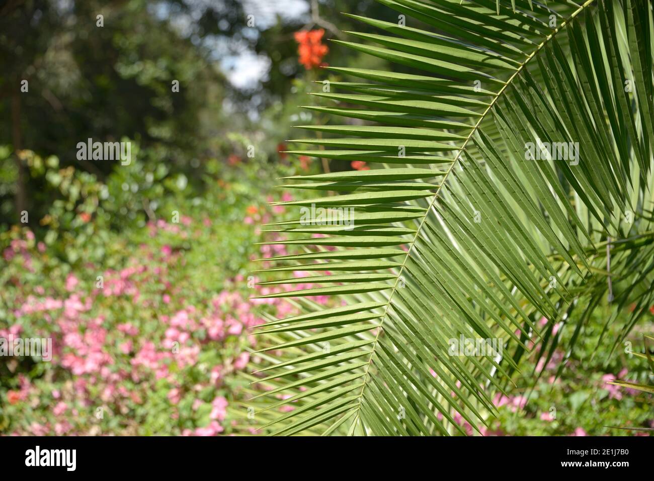 Formazioni di foglie di palma, Karen, Nairobi, Kenya Foto Stock