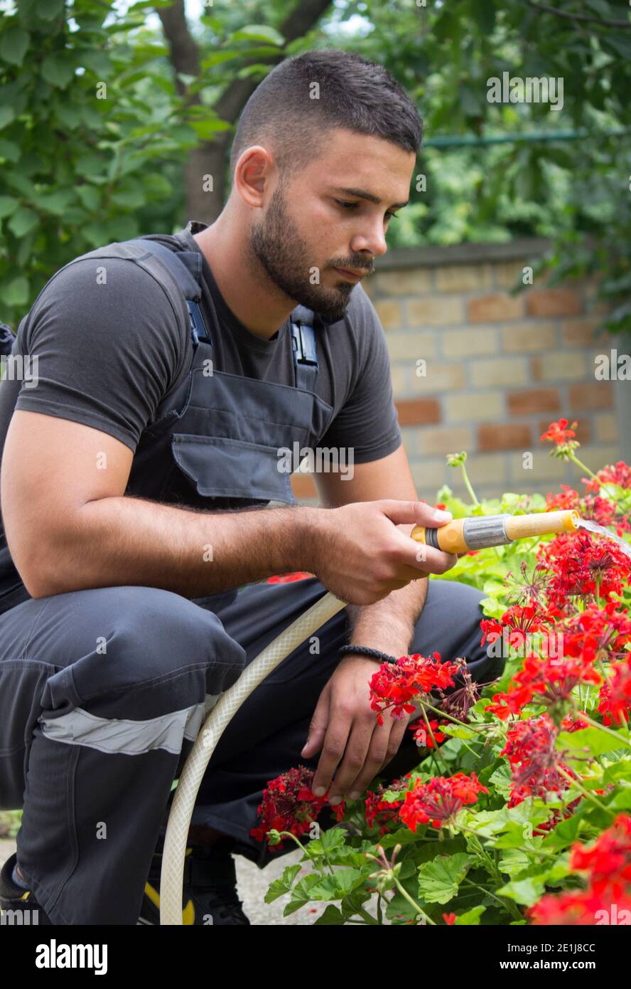 uomo che innaffiava geraniumus Foto Stock