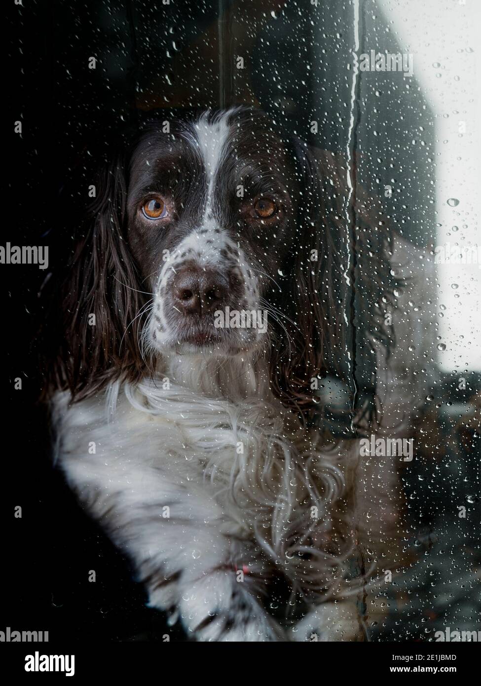 Un cane inglese Springer Spaniel guardando attraverso una finestra su una giornata piovosa bagnata in attesa di uscire Foto Stock