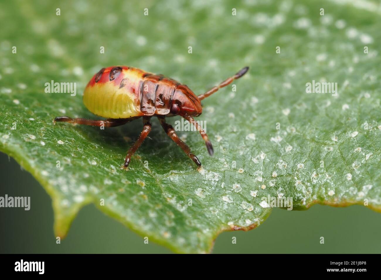 Betulla Shieldbug ninfa (Elasmostethus interstinctus) strisciando lungo foglia di betulla. Tipperary, Irlanda Foto Stock