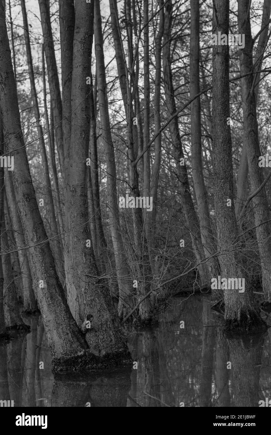 Alberi in una foresta allagata, alberi in piedi in acqua, alberi in una palude, foto in bianco e nero Foto Stock