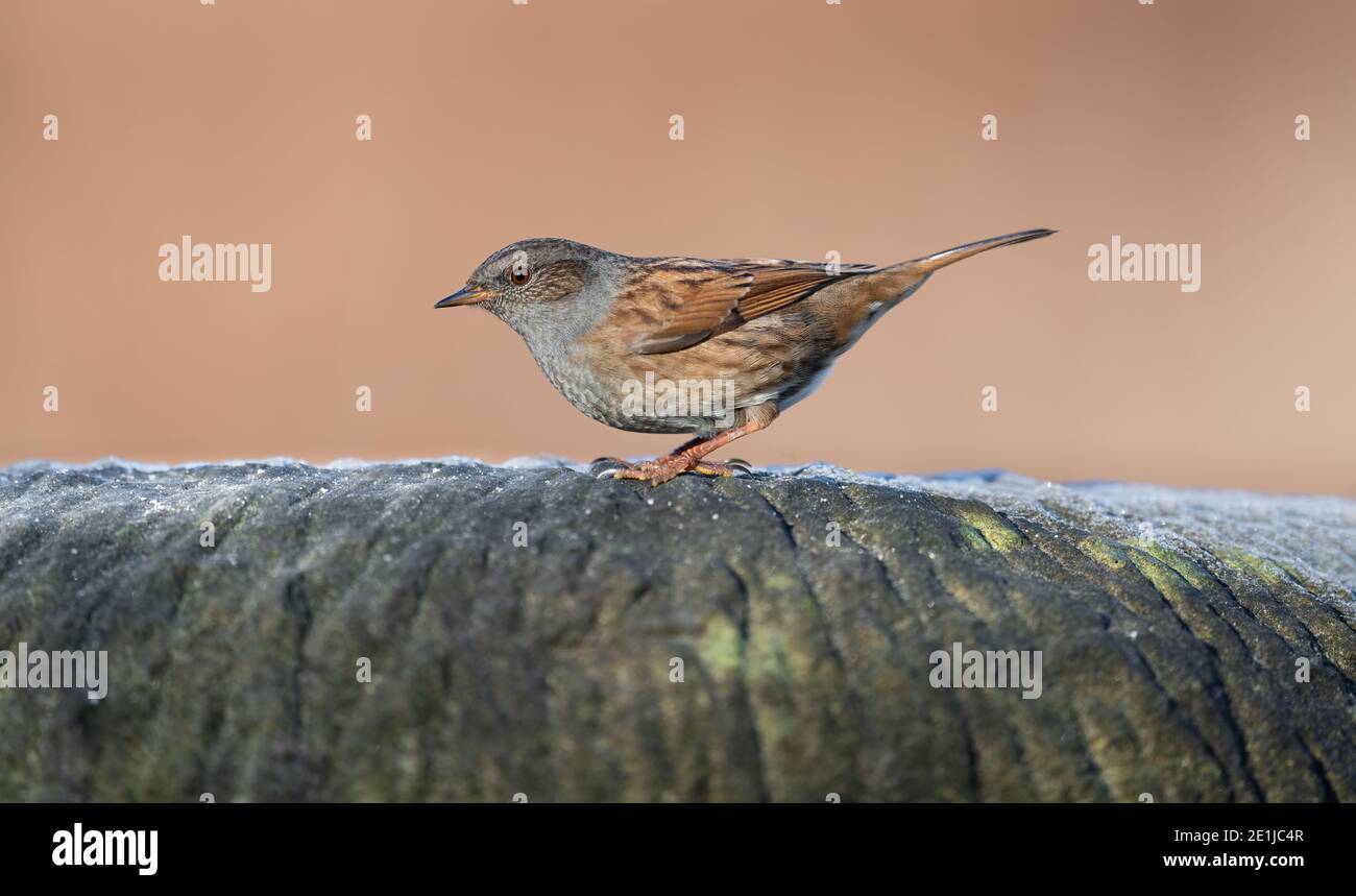 Ritratto di un giardino comune Dunnock seduta sul bordo di una pietra con uno sfondo sfocato. Foto Stock