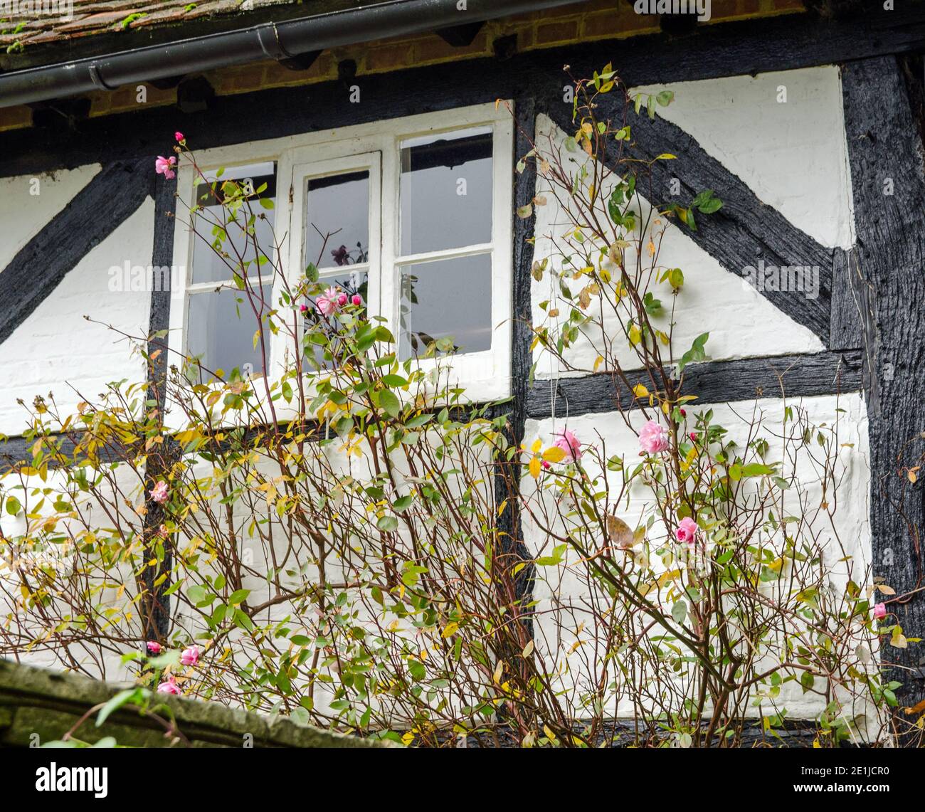 Particolare di una storica casa a travi Tudor con rose rosa che saliscono sulla parete. Foto Stock