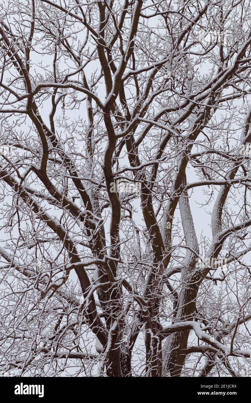 Primo piano di rami innevati di un albero di quercia In una fredda mattina d'inverno sulla prateria dell'Illinois Foto Stock