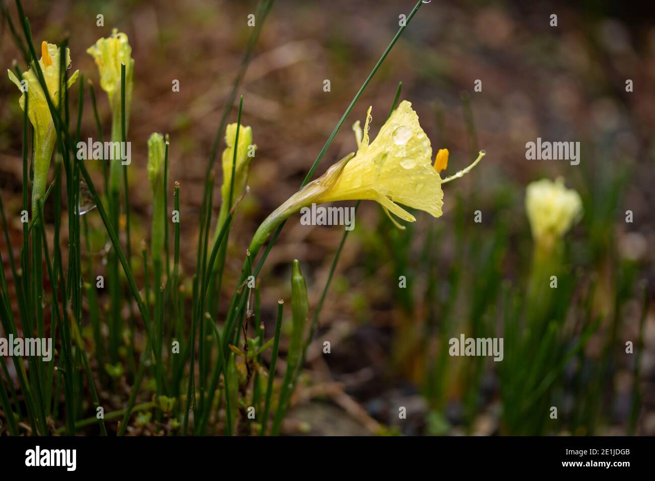 Crocus ‘Gypsy Girl’ fioritura a metà inverno, primo piano ritratto di fiori naturali Foto Stock