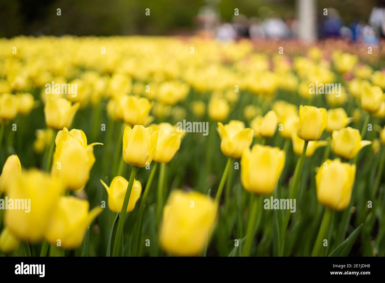 Campo di tulipano giallo nel festival internazionale dei tulipani di Ottawa, ontario, Canada Foto Stock