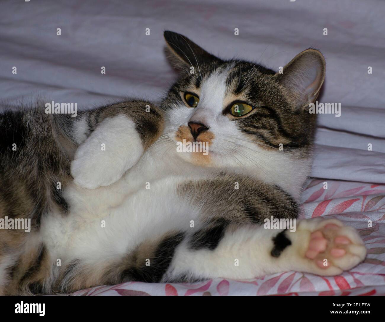 ritratto di un gatto tabby stanco che si rilassa su un letto Foto Stock