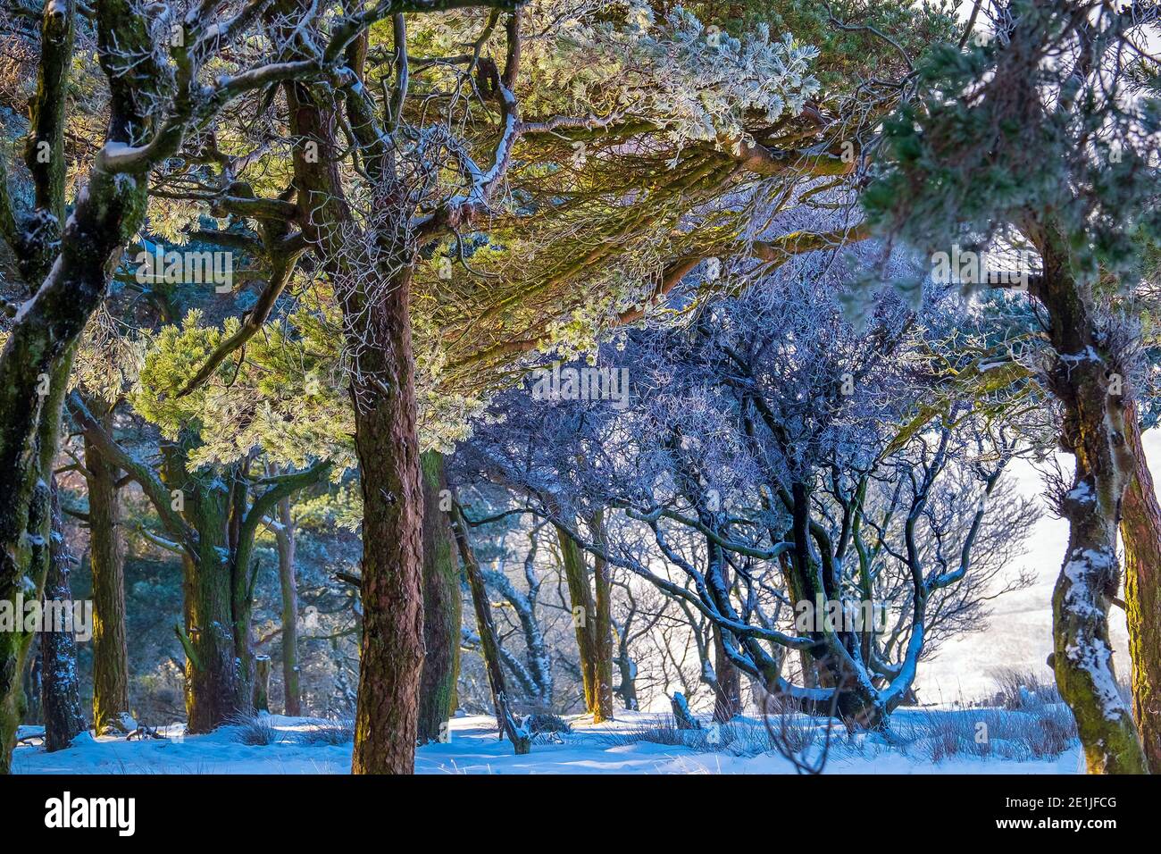 Una scena di boschi invernali nel Parco Nazionale del Peak District Foto Stock